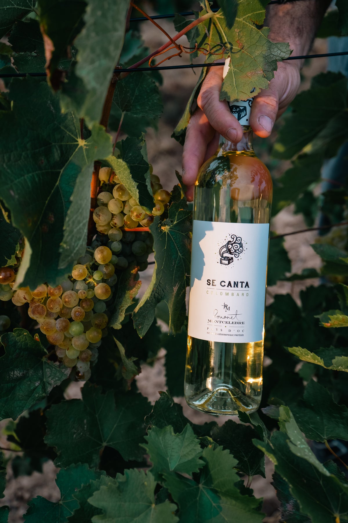 Se Canta - Colombard 2022 - White 75cl